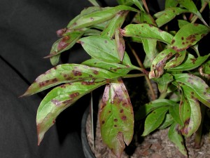Close-up of leaf spots