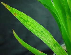 Close-up of mottled leaf