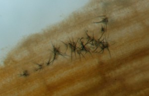 Close-up of setae on infected leaf