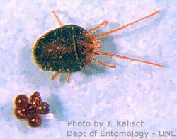 Clover Mite and Eggs