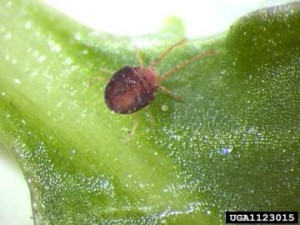 Clover Mite On Leaf