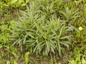 Clump of Canada goldenrod