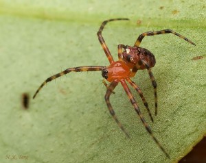 Comb Footed Spiders