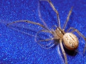 Comb Footed Spider
