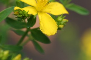 Common St. Johnswort flower petal margin