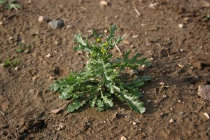 Common groundsel plant