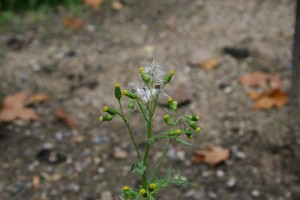 Common groundsel seedhead