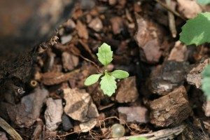 Common groundsel seedling