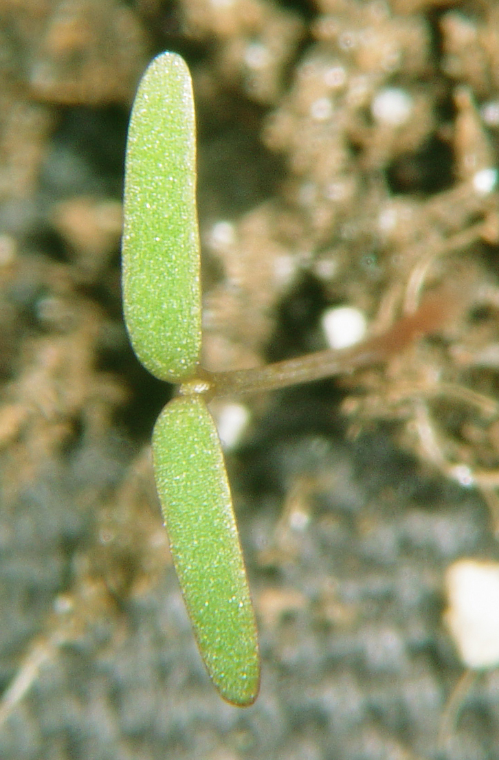 Common lambsquarters cotyledon