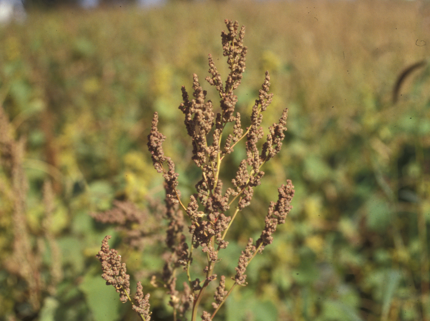 Common lambsquarters mature seedhead