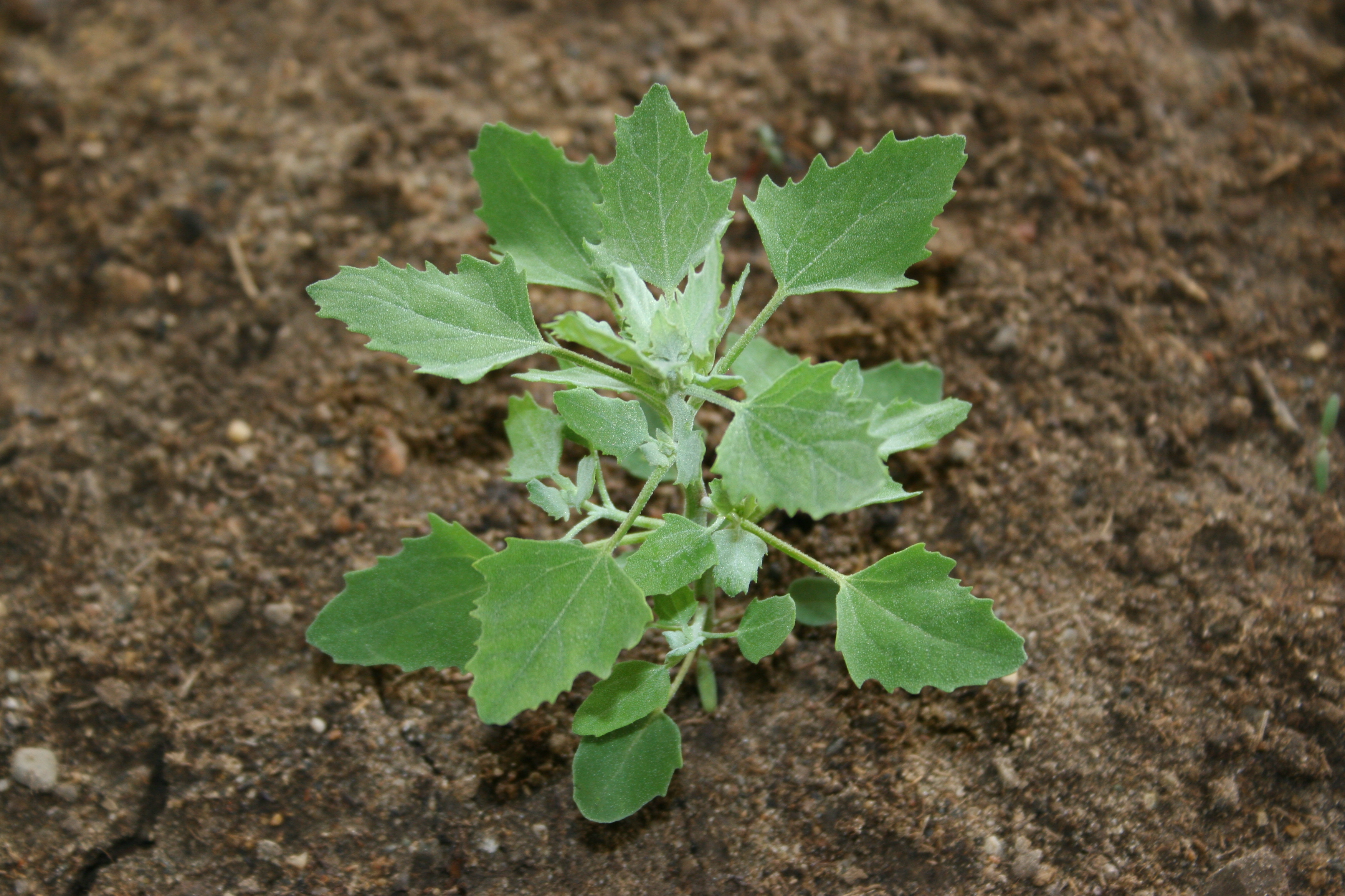 Common lambsquarters plant