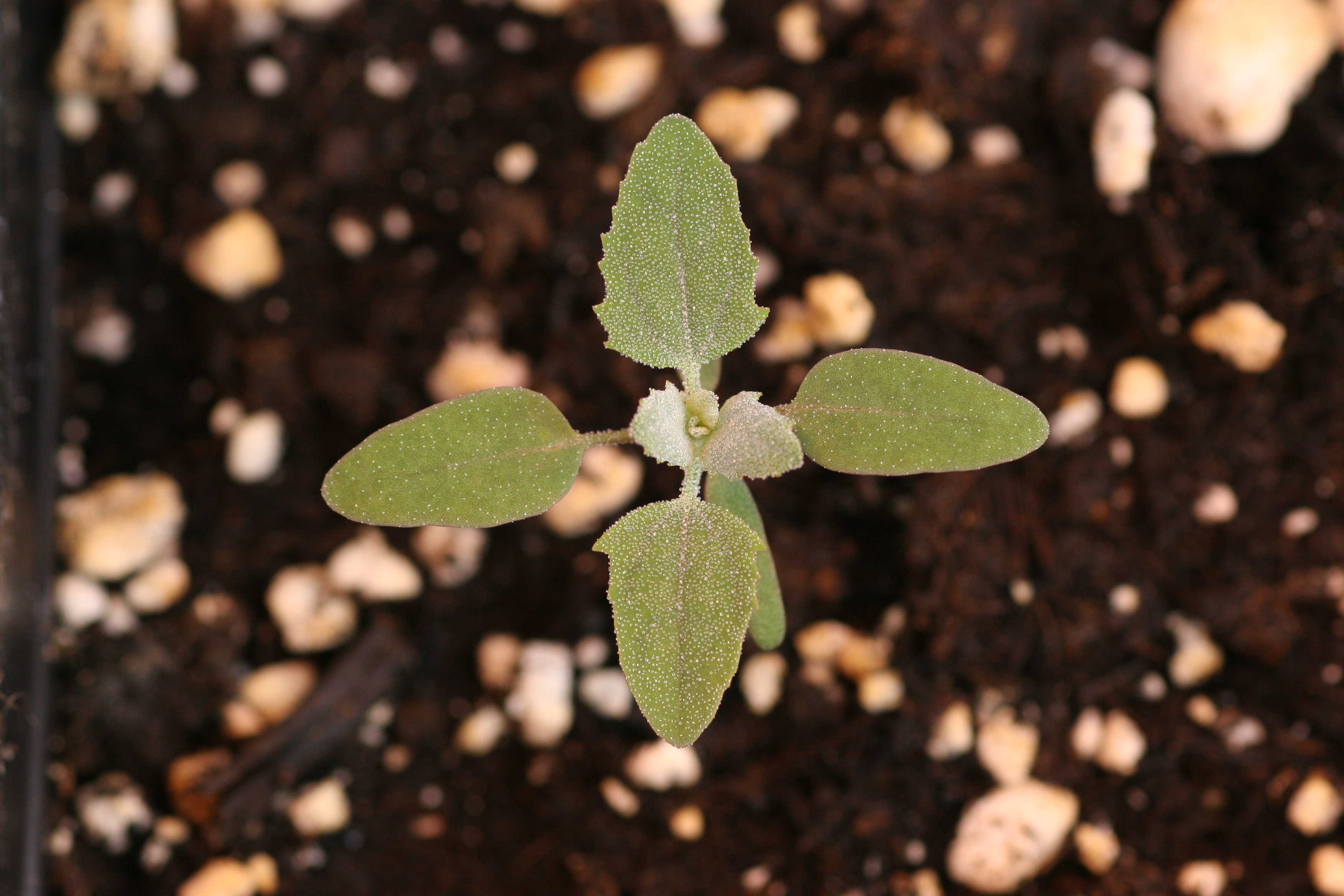Common lambsquarters seedling