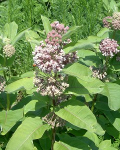 Common milkweed flower