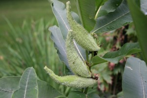 Common milkweed fruit