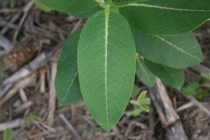 Common milkweed leaf