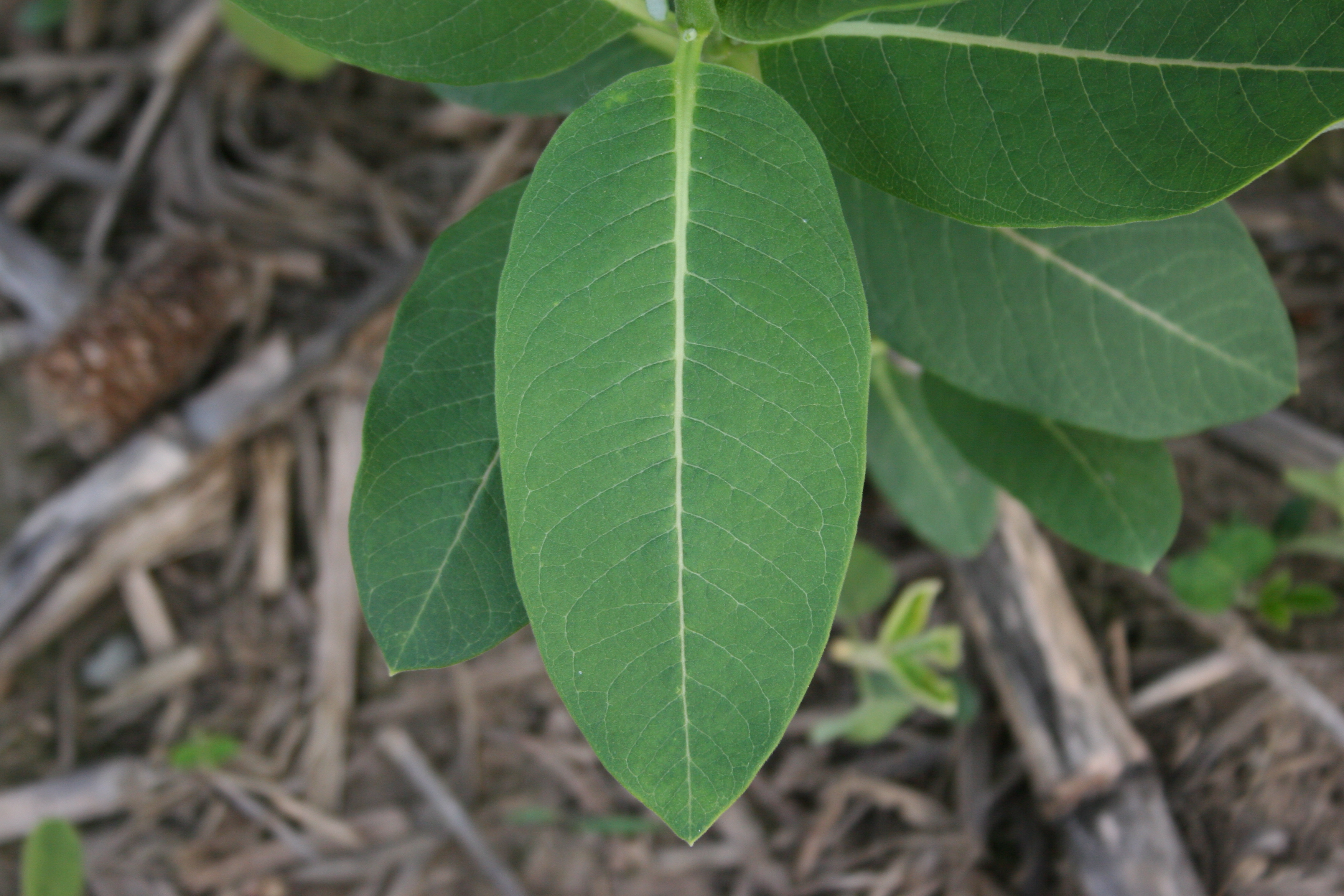Image of Common milkweed leaves