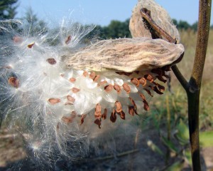Common milkweed mature fruit