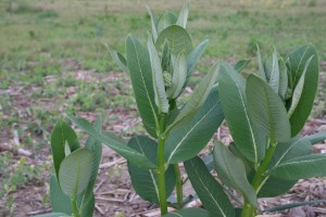 Common milkweed upper plant