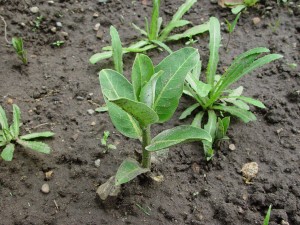 Common milkweed young plant
