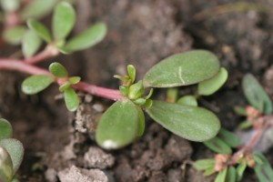 Common purslane fruit