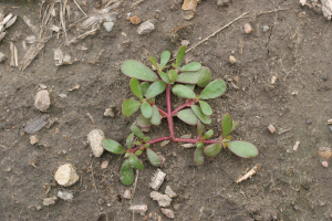 Common purslane plant