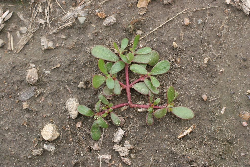 Common purslane – Portulaca oleracea - Plant & Pest Diagnostics