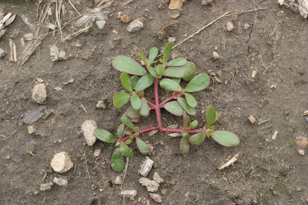 Common purslane - Portulaca oleracea - Plant & Pest Diagnostics