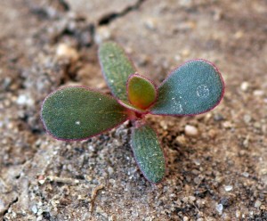 Common purslane seedling