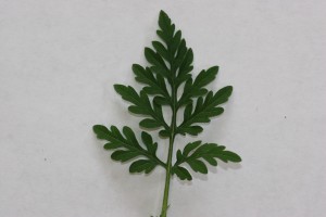 Common ragweed leaf