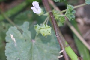 Common mallow fruit