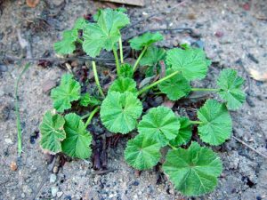 Common mallow plant