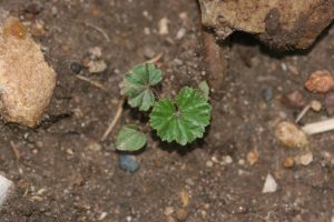 Common mallow seedling