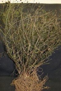 Coreopsis plant infected with Verticillium wilt