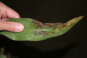 Corn leaf infected with Anthracnose