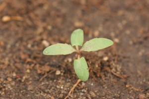 Cottonwood seedling