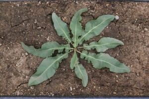 Curly dock rosette