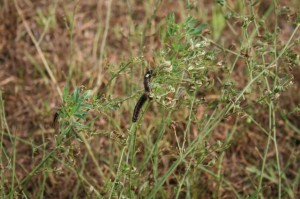 Cutworm on alfalfa