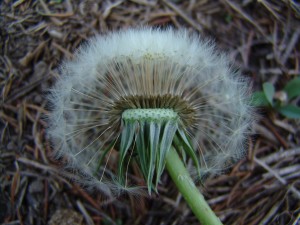 Dandelion mature flower