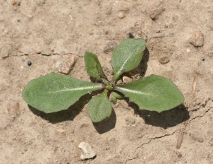 Dandelion new seedling