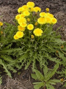 Dandelion plant