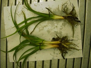 Daylily plants infected with Pythium root rot