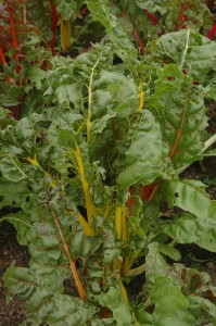 Defoliated swiss chard