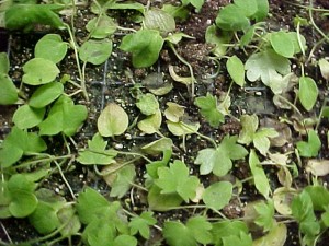 Delphinium plugs in plug tray damping off