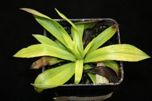 Digitalis yellowed from Thielaviopsis infection