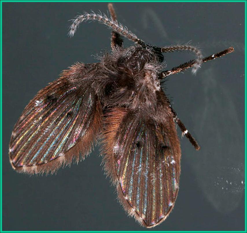 Moth Flies Or Drain Flies Plant Pest Diagnostics
