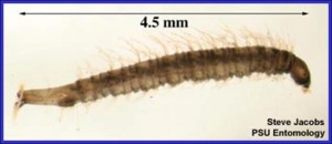 Moth fly / Drain fly larva