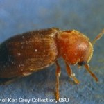 Drug Store Beetle Adult Front View