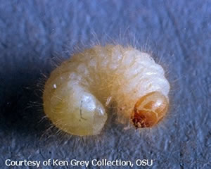 Drugstore Beetle Larva