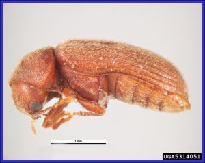 Drugstore Beetle Side View