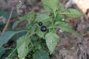 Eastern black nightshade fruit